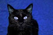 Ghost In a Blue Mood Photograph by Toni Hopper