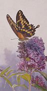 Giant Swallowtail Painting by Rusty Frentner