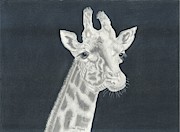 Giraffe Drawing by Carol Morris