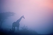 Giraffe {giraffa Camelopardalis}. Itala Photograph by Roger De La Harpe