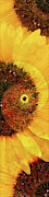 Girasole Digital Art by Kenneth Armand Johnson Girasole Digital Art by Kenneth Armand Johnson