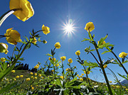 Globe Flowers And Bright Sunshine, Augstmatthorn Mountain Photograph by Konrad Wothe / Naturepl.com Globe Flowers And Bright Sunshine, Augstmatthorn Mountain Photograph by Konrad Wothe / Naturepl.com