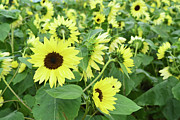 Glorious Sunflowers Photograph by Aimee L Maher ALM GALLERY Glorious Sunflowers Photograph by Aimee L Maher ALM GALLERY