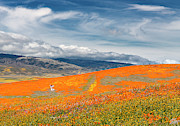 Glory Photograph by Endre Balogh Glory Photograph by Endre Balogh
