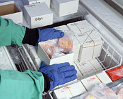 Gloved Hands Handle Frozen Brain Slices Photograph by Science Photo Library