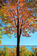 Glowing Red Maple Photograph by Owen Weber