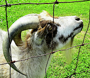 Goat Profile Photograph by Linda Stern Goat Profile Photograph by Linda Stern