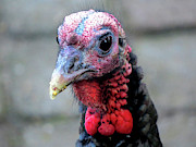 Gobbler Portrait Photograph by Linda Stern Gobbler Portrait Photograph by Linda Stern