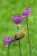 Gold Finch on Allium Photograph by Brook Burling