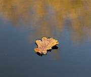 Golden leaf on water Photograph by Scott Lyons Golden leaf on water Photograph by Scott Lyons