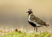 Golden Plover ( Pluvialis Apricaria) Photograph by Sarah Darnell