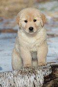 Golden Retriever Puppy, Age 9 Weeks In Early January Photograph by Lynn M Stone / Naturepl.com