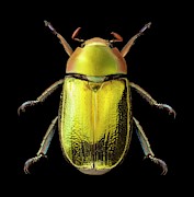 Golden Scarab Beetle Photograph by Science Photo Library