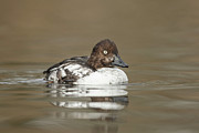 Goldeneye Duck, Bucephala, Feale, Calm Photograph by Sarah Darnell