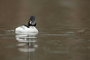 Goldeneye Duck, Bucephala, Male, Calm Photograph by Sarah Darnell