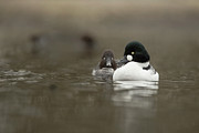 Goldeneye Duck, Bucephala, Male & Photograph by Sarah Darnell