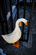 Goose for sale Photograph by Bruce Block