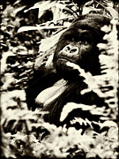 Gorilla Photograph by Niassa Lion Project