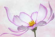 Graceful Cosmos Flower Photograph by Lydia Jacobs