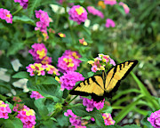Graceful Swallowtail Photograph by Amy Dundon