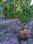 Grapes ready for picking Photograph by Martin Smith Grapes ready for picking Photograph by Martin Smith