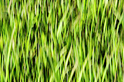Grass Pattern 1 Photograph by Kathy Paynter