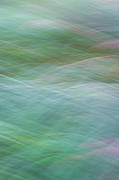 Grasses Photograph by Brad Bellisle Grasses Photograph by Brad Bellisle
