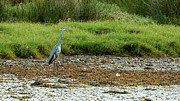 Gray Heron Standing at Beiramar Photograph by Sapiens Verbum Gray Heron Standing at Beiramar Photograph by Sapiens Verbum