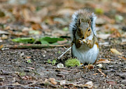 Gray squirrel stood upright eating a nut Photograph by Scott Lyons Gray squirrel stood upright eating a nut Photograph by Scott Lyons