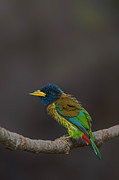 Great barbet Photograph by Uma Ganesh