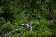 Great Blue Heron Inflight Photograph by Jeff Phillippi Great Blue Heron Inflight Photograph by Jeff Phillippi