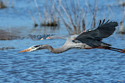 Great Blue Heron in Flight DMSB0152 Photograph by Gerry Gantt Great Blue Heron in Flight DMSB0152 Photograph by Gerry Gantt