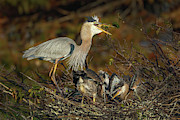 Great Blue Heron Serving Breakfast Photograph by Juergen Roth Great Blue Heron Serving Breakfast Photograph by Juergen Roth