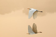 Great Egret Flying, Ranthambhore National Park, India Photograph by Andy Rouse / Naturepl.com Great Egret Flying, Ranthambhore National Park, India Photograph by Andy Rouse / Naturepl.com