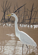 Great Egret Painting by Rusty Frentner