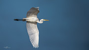 Great Egret's flight Photograph by Torbjorn Swenelius Great Egret's flight Photograph by Torbjorn Swenelius