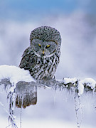 Great Gray Owl In Winter, North America Photograph by Tim Fitzharris Great Gray Owl In Winter, North America Photograph by Tim Fitzharris
