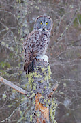 Great Gray Sax Zim Bog Photograph by Paul Schultz Great Gray Sax Zim Bog Photograph by Paul Schultz