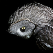 Great Grey Owl Strix Nebulosa, Close-up Photograph by Roine Magnusson