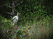 Great Heron Photograph by Nisah Cheatham