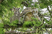 Great Horned family Photograph by Ronnie And Frances Howard