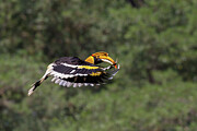 Great Indian Hornbill Female In Flight, Valparai, Tamil Photograph by Felis Images / Naturepl.com