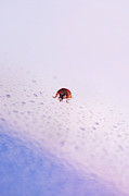 Great Return Of Ladybug Photograph by Jaroslav Buna Great Return Of Ladybug Photograph by Jaroslav Buna