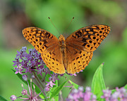 Great Spangled Fritillary DIN0296 Photograph by Gerry Gantt Great Spangled Fritillary DIN0296 Photograph by Gerry Gantt