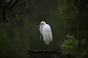 Great White Heron - Lowcountry Marsh Photograph by Dale Powell Great White Heron - Lowcountry Marsh Photograph by Dale Powell