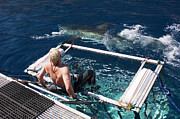 Great White Shark By A Shark Cage Photograph by Science Photo Library