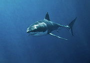 Great White Shark Photograph by John White Photos