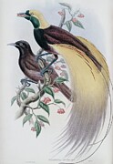 Greater Bird Of Paradise Drawing by John Gould
