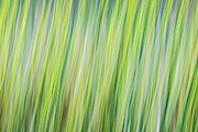 Green Grasses Photograph by Brad Bellisle Green Grasses Photograph by Brad Bellisle
