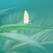 Green Morning Photograph by Jaroslav Buna Green Morning Photograph by Jaroslav Buna